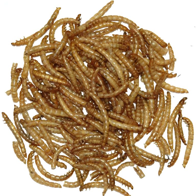 Guide to Dried Mealworms — A Must-Read for Business Customers